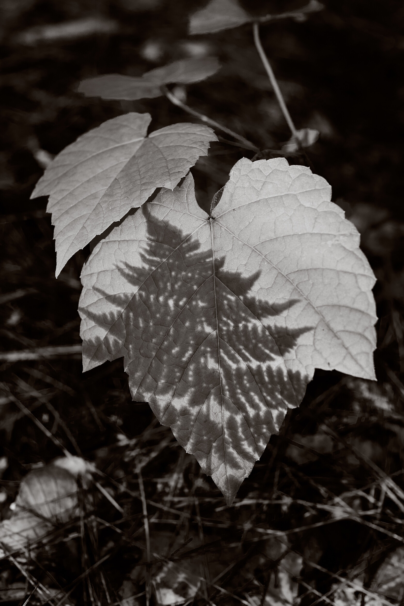 Shadow of a fern leaf on a new tree in the underbrush in Charlemont, Massachusetts.