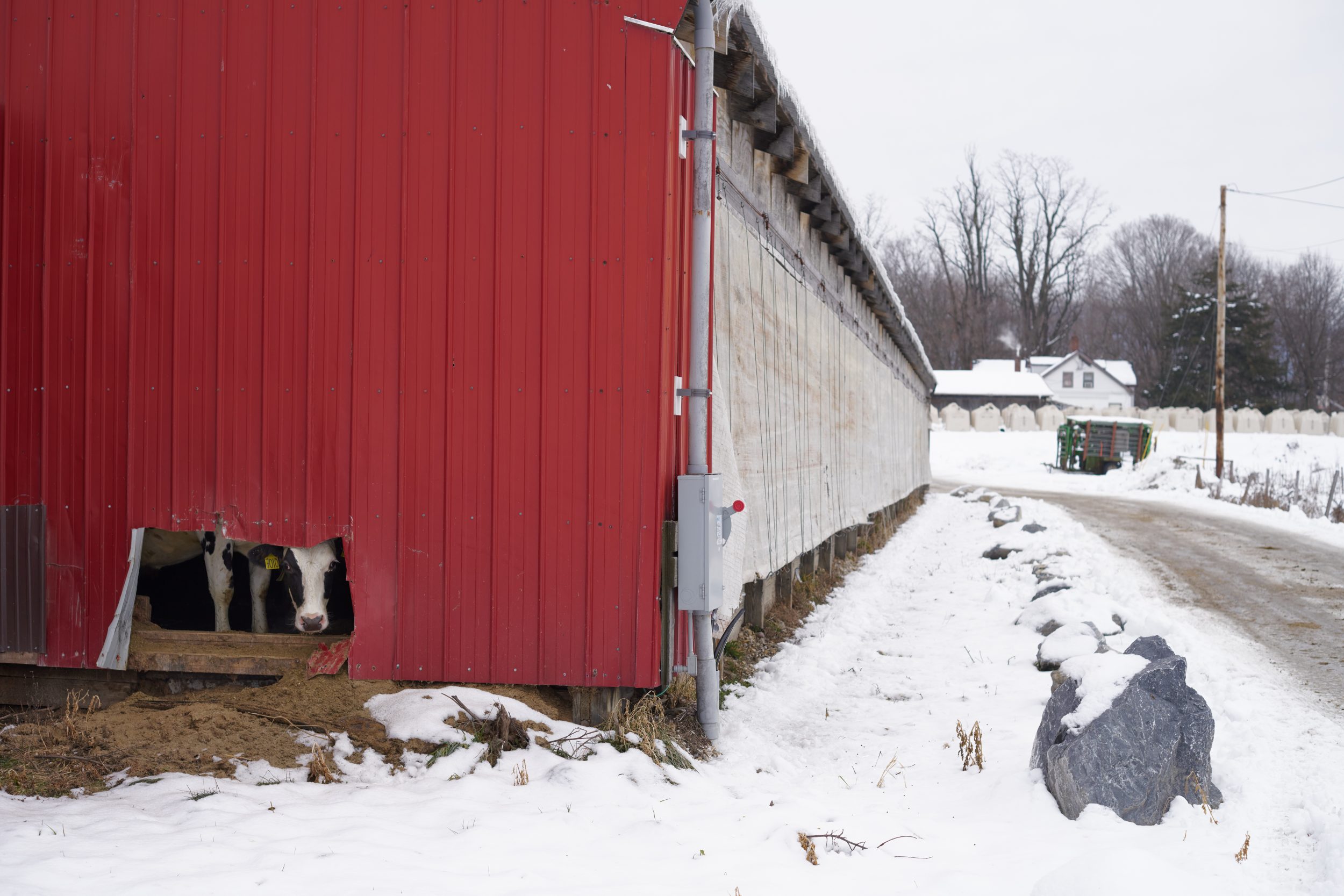 A cow peaks through a hole in the barn in West Salisbury, Vermont.